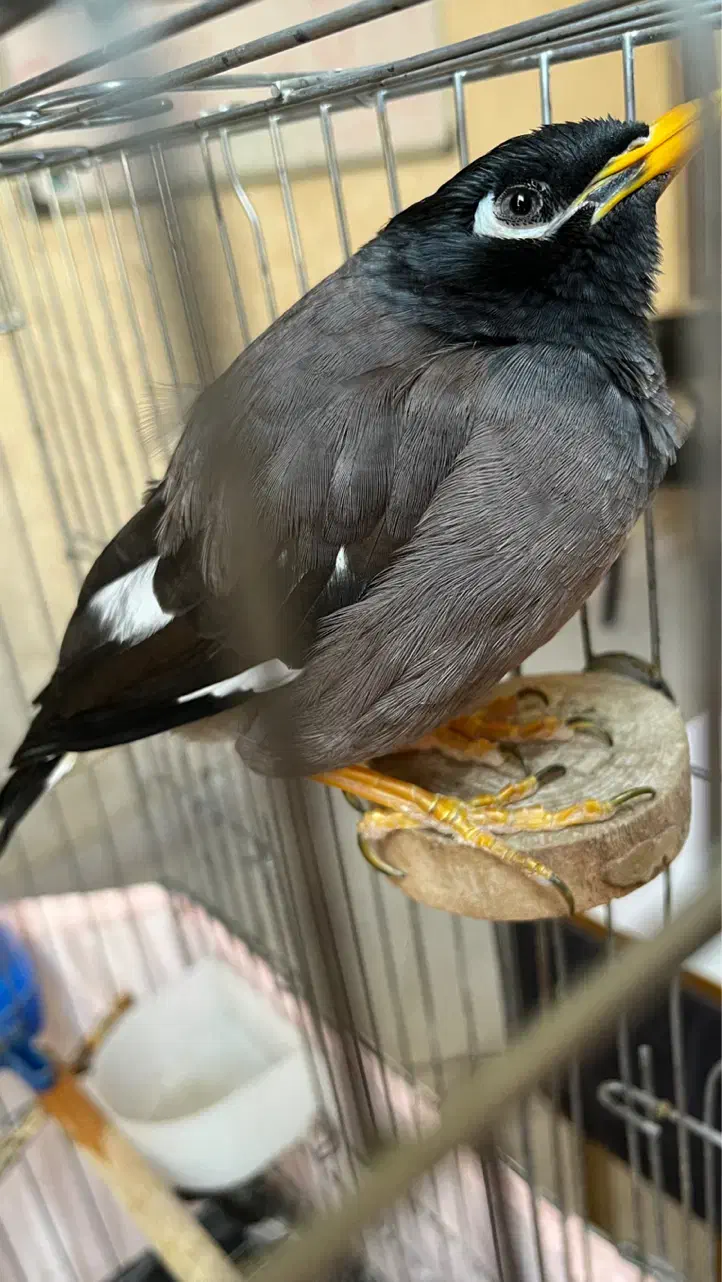 مرغ مینا سخنگو شاه تخم|پرنده|قدس, شهر‌قدس|دیوار