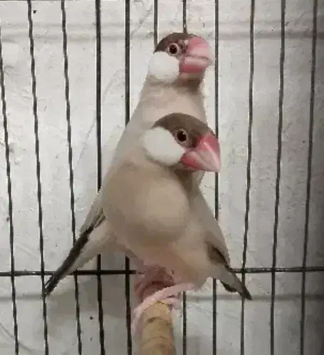 عروس هلندی و فنچ نرگسی|پرنده|دزفول, |دیوار