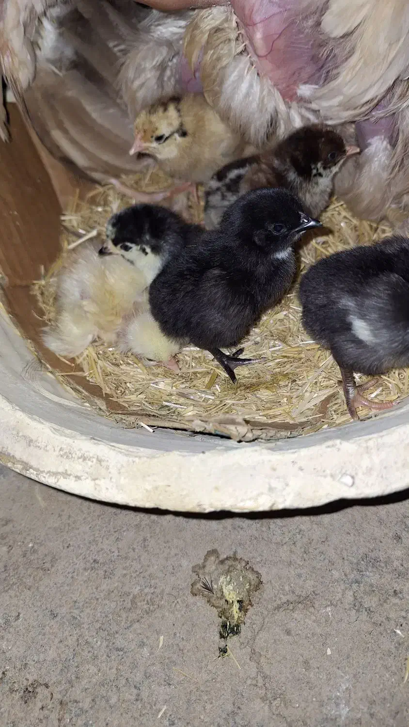 جوجه مرغ محلی ۴ روزه|حیوانات مزرعه|خورموج, |دیوار