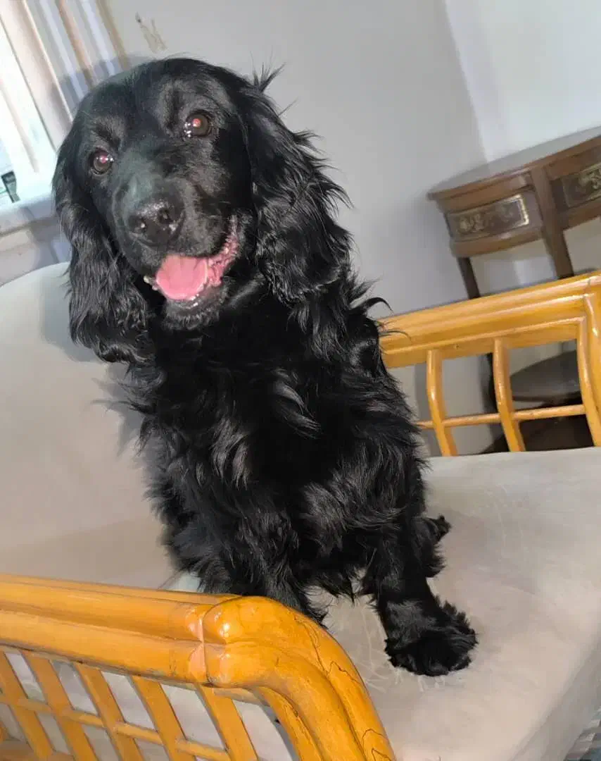 سگ نر و ماده کوکر اسپنیل|سگ|قزوین, |دیوار