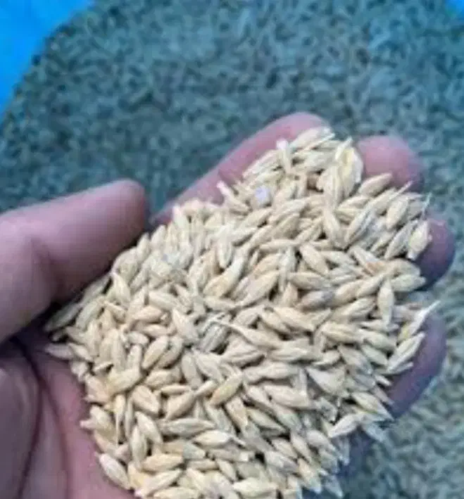 جو دیم بذری|عمده‌فروشی|فیروزآباد (لرستان), |دیوار