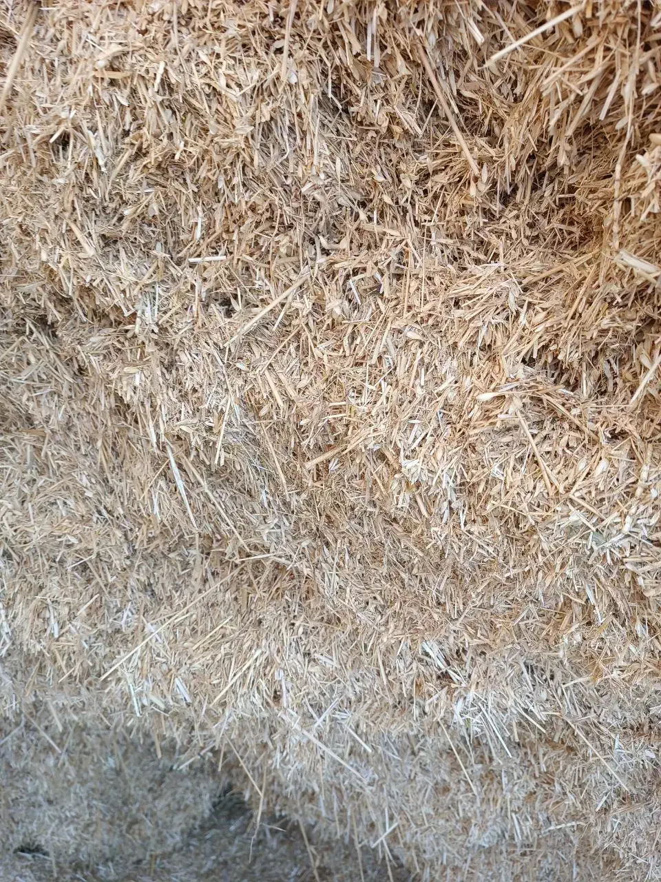 کاه گندم دیم|عمدهفروشی|قشلاق دشت, |دیوار