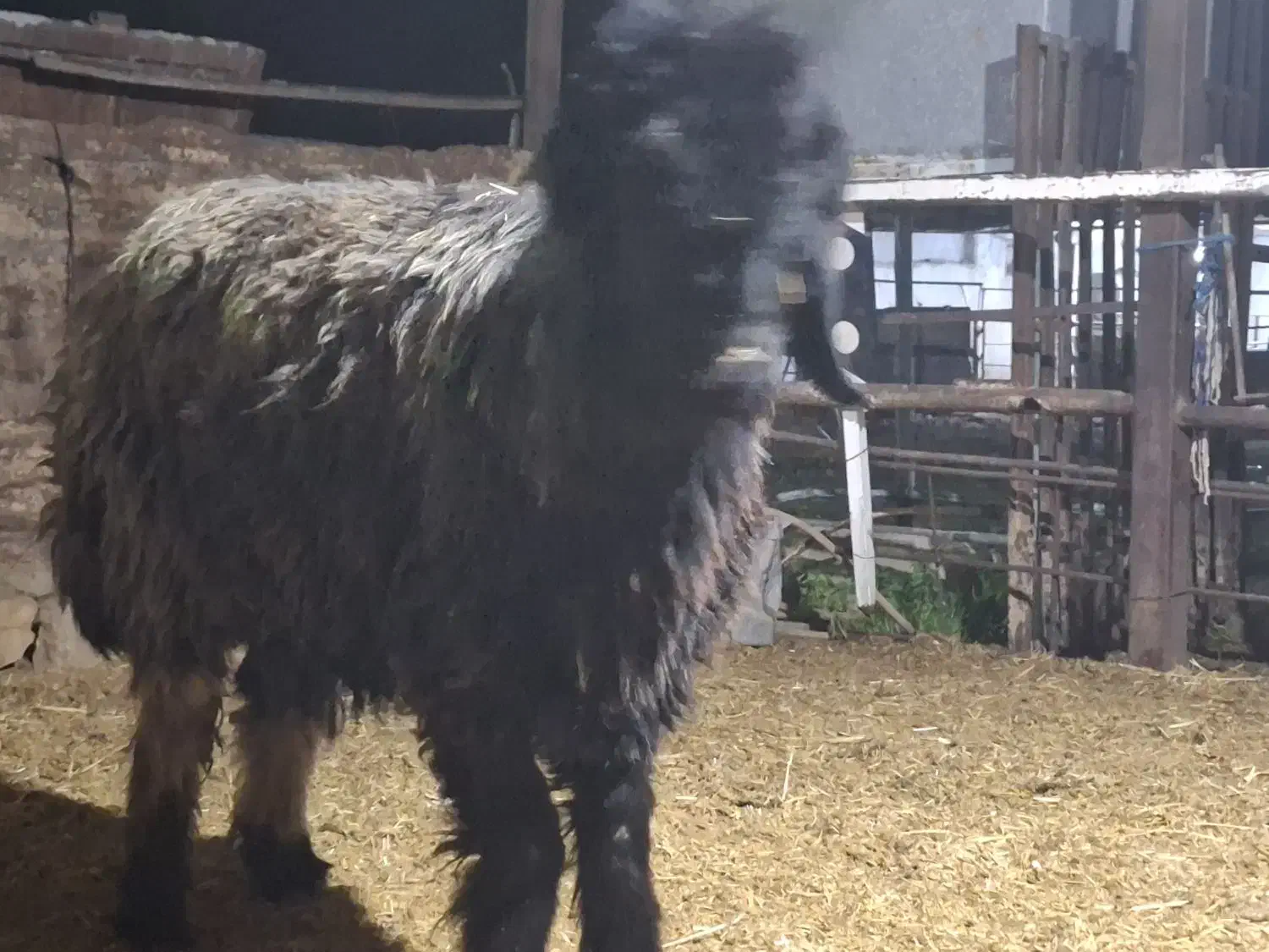 میش ترکی|حیوانات مزرعه|مسجد سلیمان, |دیوار