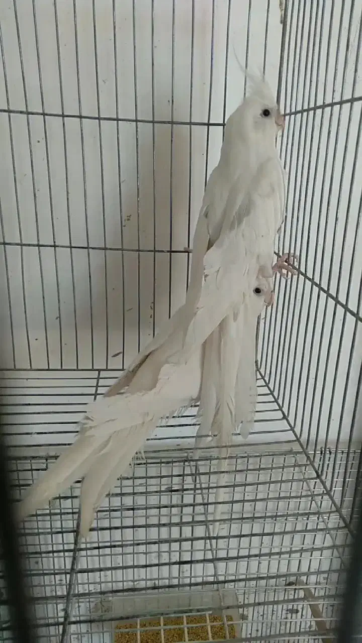 جفت عروس هلندی مولد|پرنده|زرین دشت (فارس), |دیوار