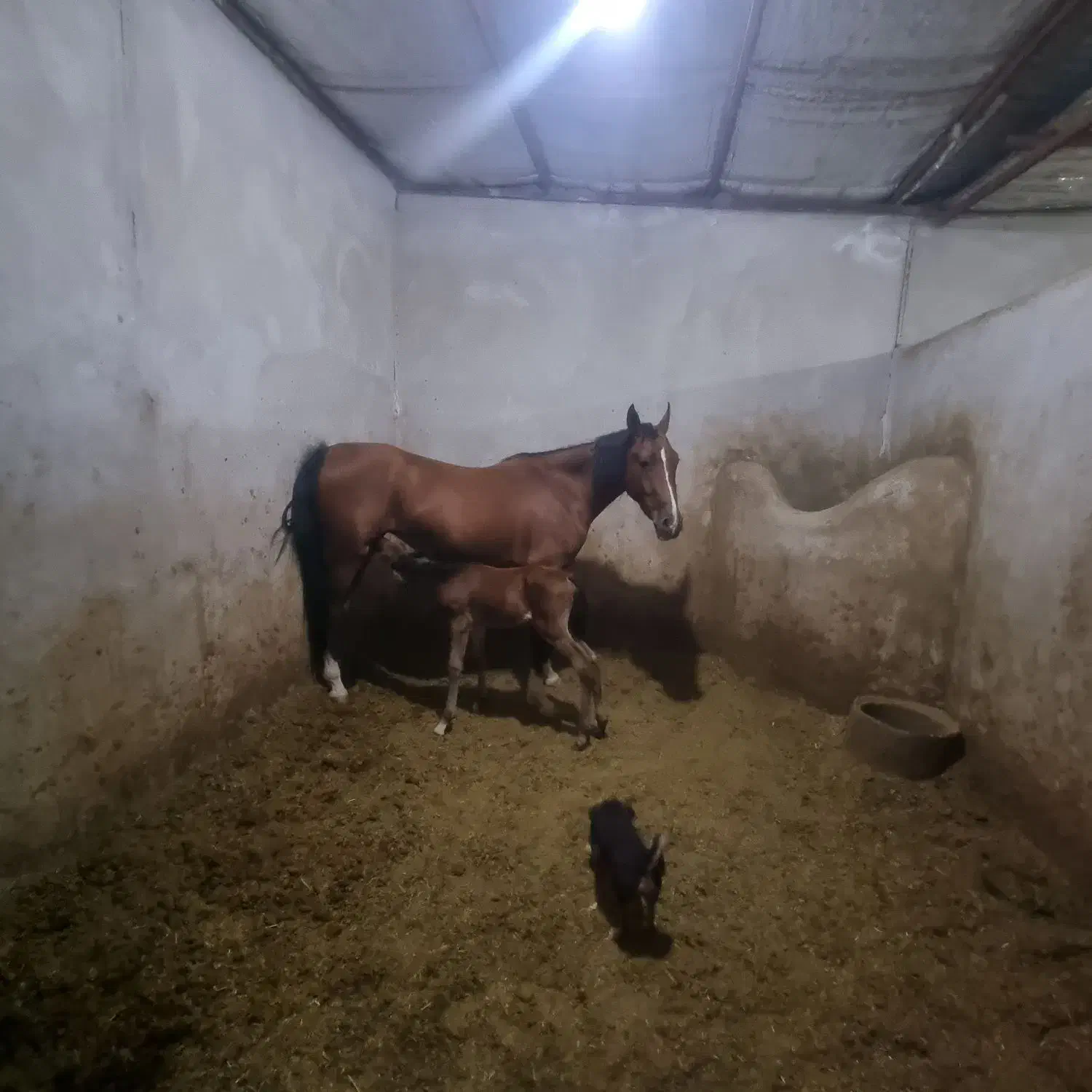 اسب|اسب و تجهیزات اسب‌سواری|سیرجان, |دیوار