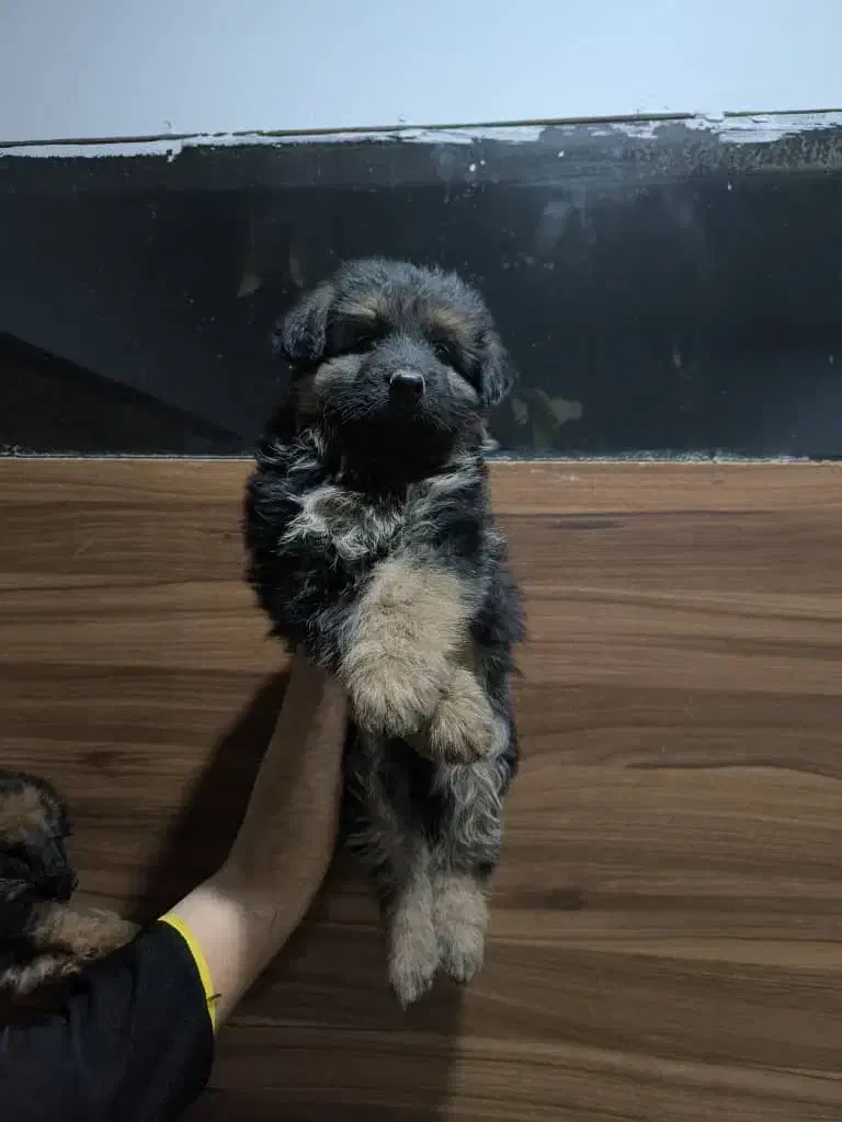 سگ ژرمن شپرد ماده مو بلند|سگ|تهران, توحید|دیوار