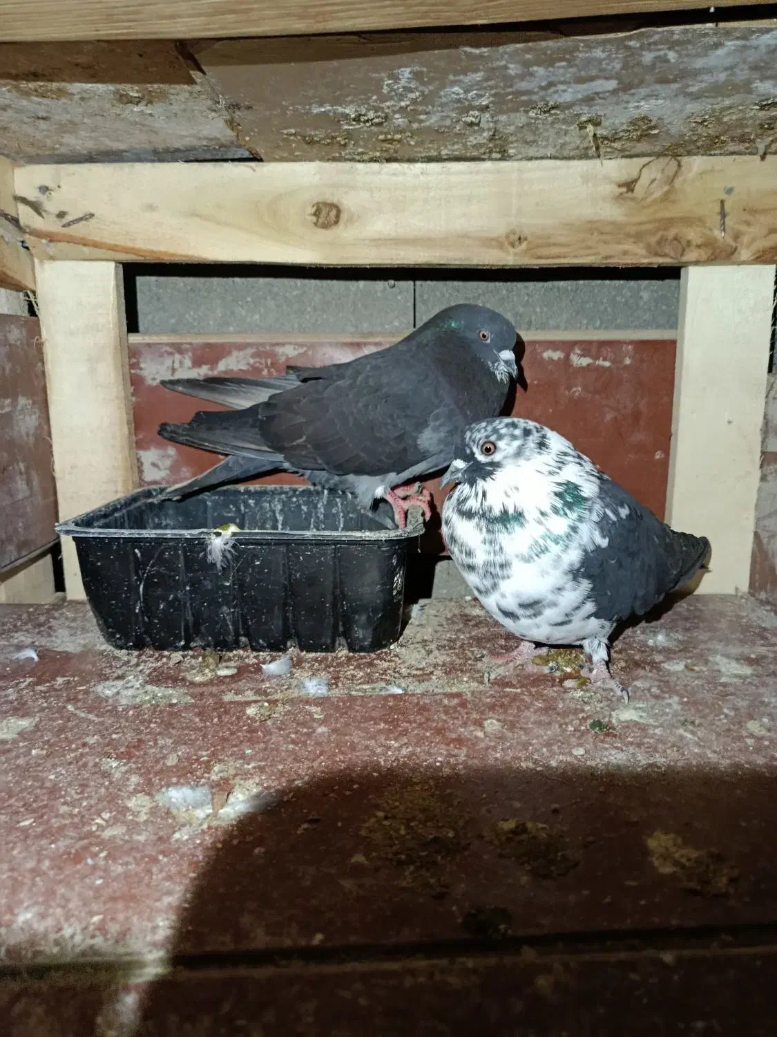 کبوتر|پرنده|قشم, |دیوار