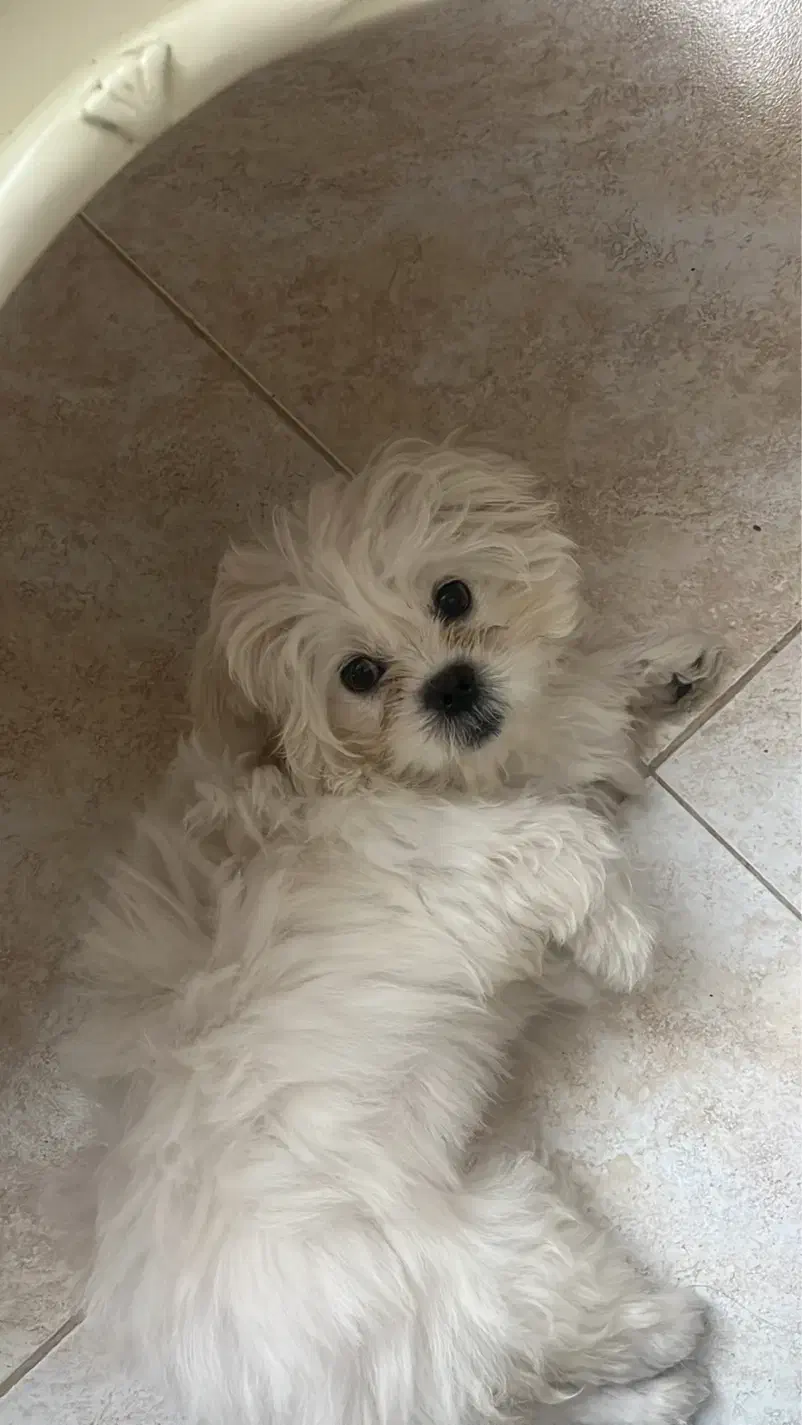توله سگ شیتزو|سگ|رشت, آب و برق|دیوار