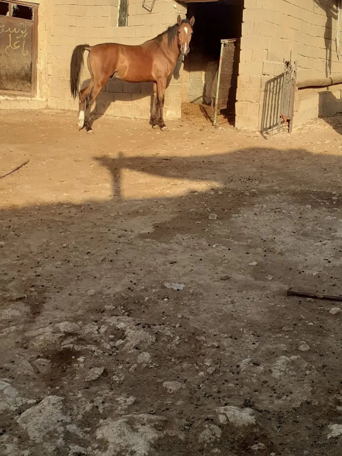 فروش اسب|اسب و تجهیزات اسب‌سواری|مراغه, |دیوار