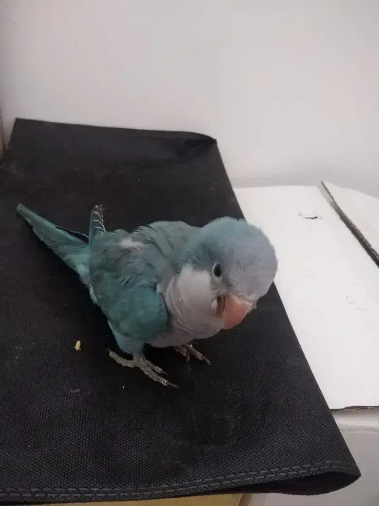 راهب ابی|پرنده|جم, |دیوار