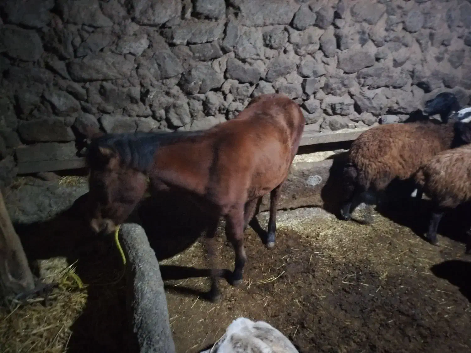 باسلام اسب شش ماهه|حیوانات مزرعه|سراب, |دیوار