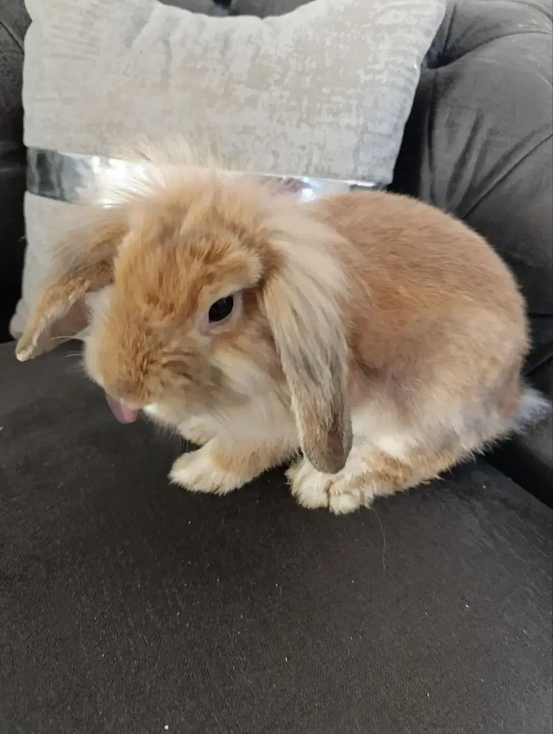 دوتا خرگوش لپ دوتاش باهم۵۰۰|موش و خرگوش|مشهد, دوست آباد|دیوار