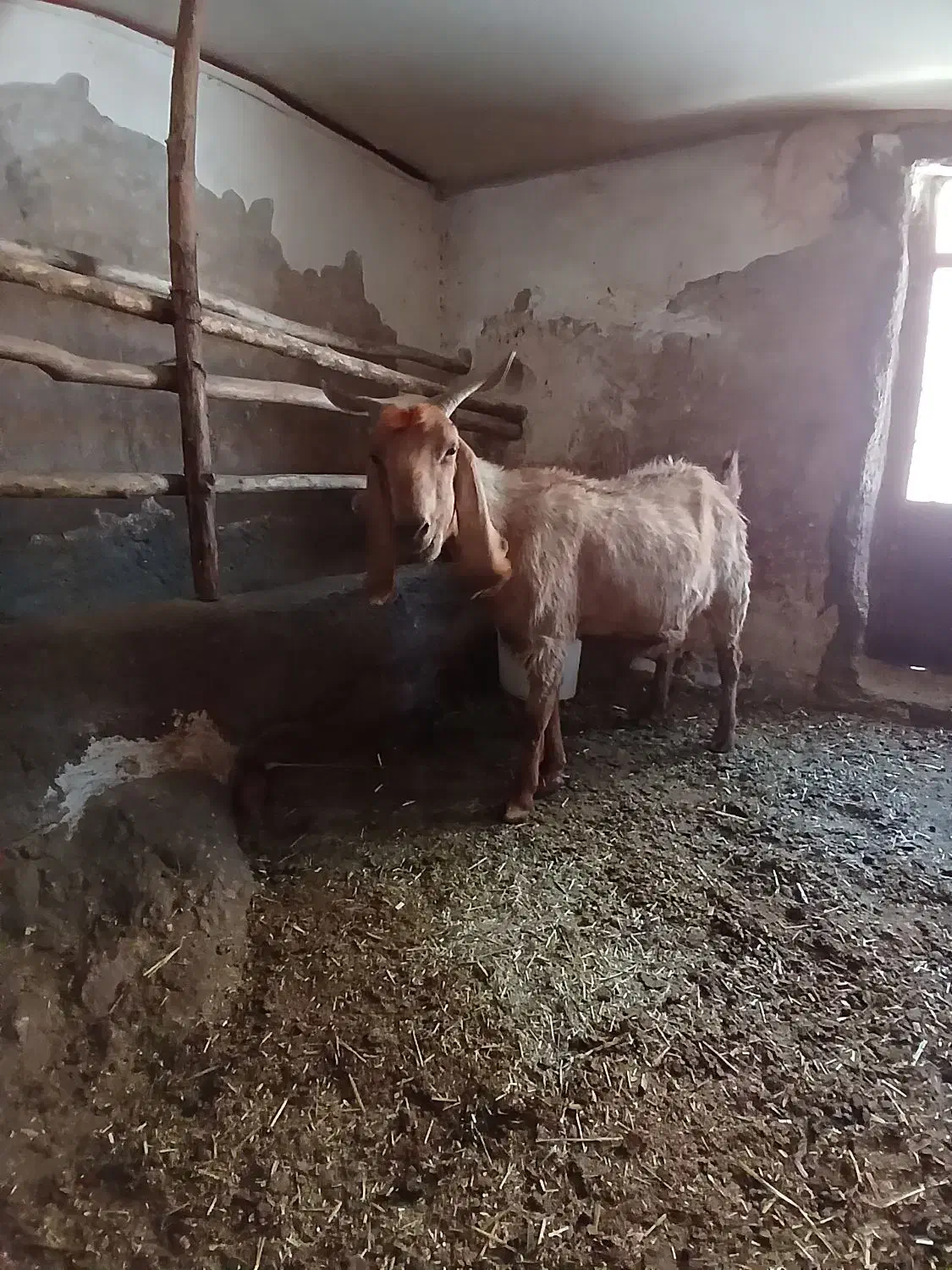 بزنجدی|حیوانات مزرعه|فارسان, |دیوار