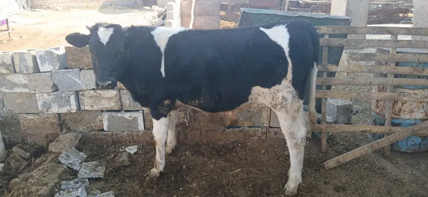 دوراس گوساله نر یکی اسراعیلی خالص یکیم  محلی|حیوانات مزرعه|زرقان, |دیوار