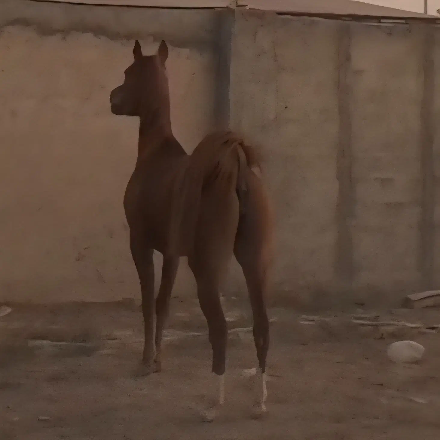 مادیون عرب|اسب و تجهیزات اسب‌سواری|ورامین, ورامین|دیوار