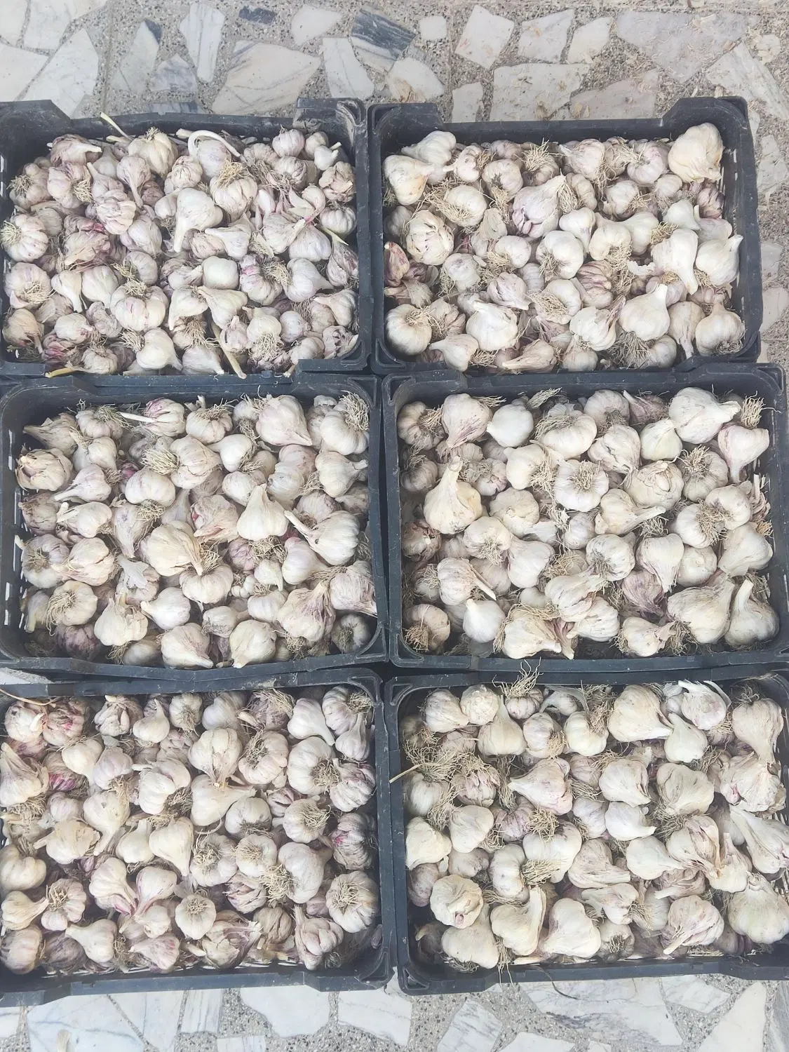سیر|خوردنی و آشامیدنی|شیراز, منطقه ویژه اقتصادی|دیوار