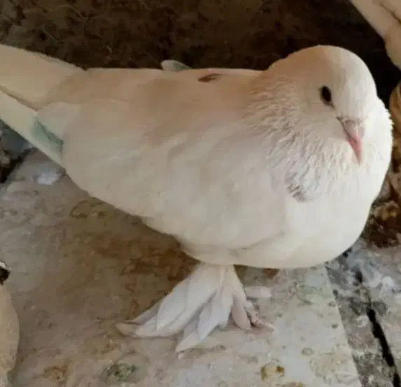 یک عدد کبوتر سفید نقشی پاپری|پرنده|اصفهان, ارداجی|دیوار