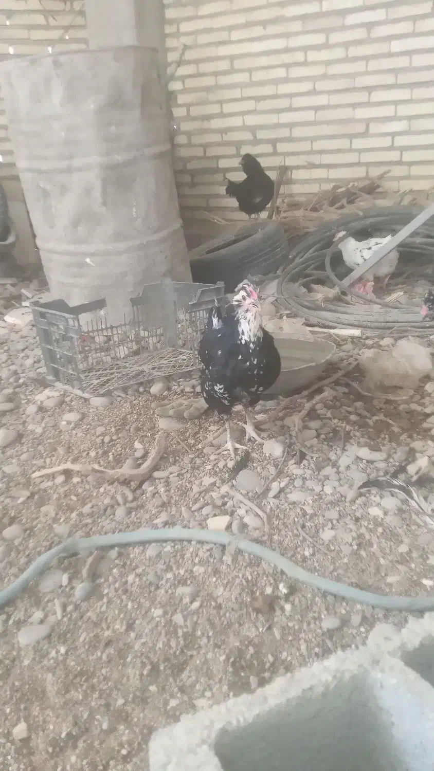 تخم مرغ گلین|حیوانات مزرعه|دزفول, |دیوار