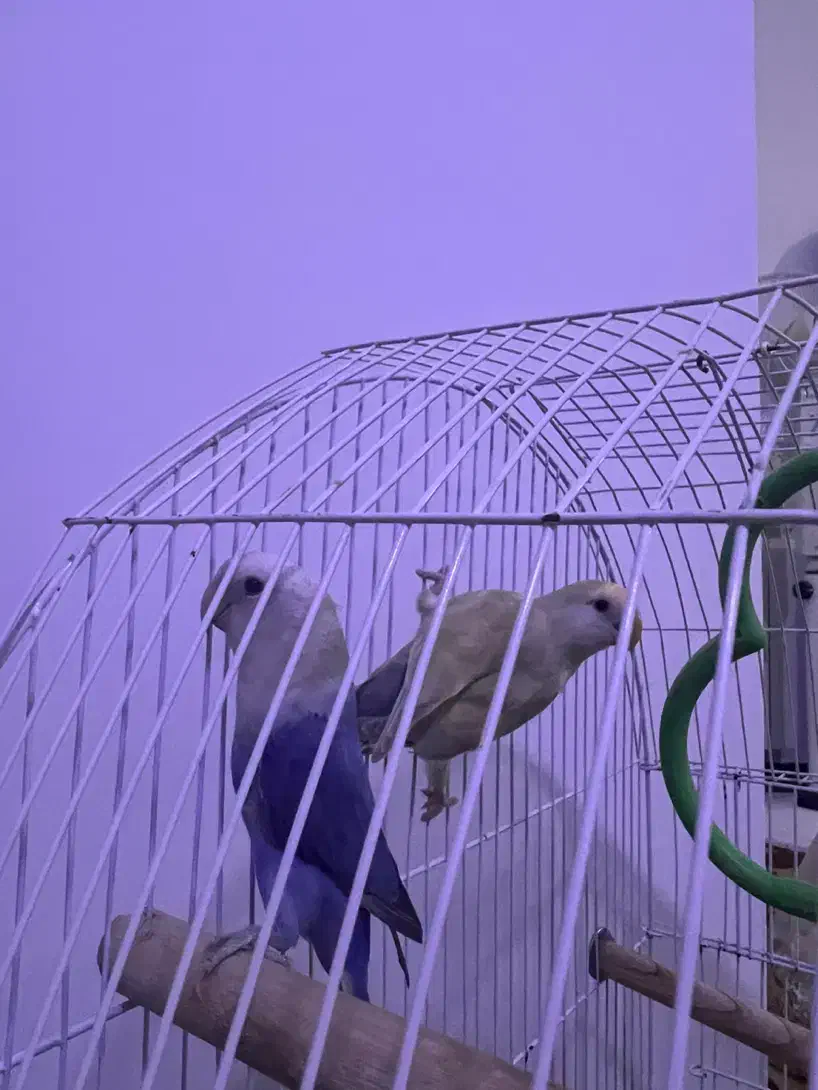 پرنده|پرنده|بجنورد, |دیوار