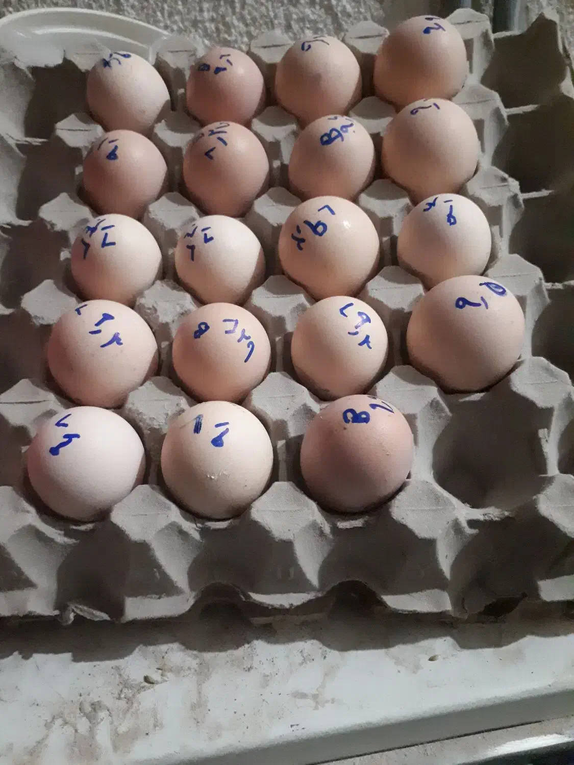 تخم نطفه دار لاری و برهما لایت. تعداد محدود|حیوانات مزرعه|سبزوار, امیر کبیر|دیوار