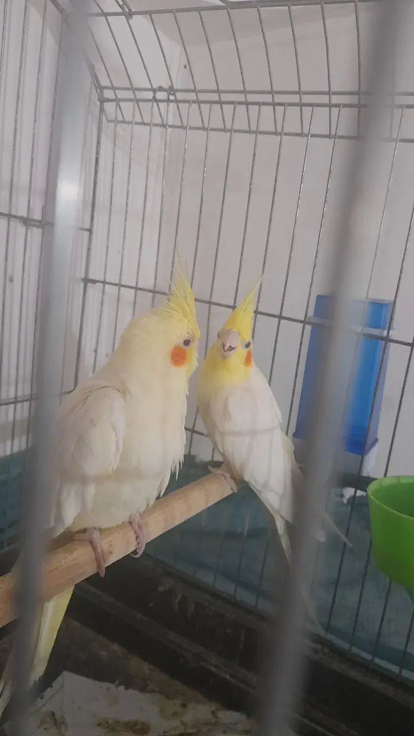 جفت عروس لوتینیو مولد|پرنده|بندرعباس, |دیوار