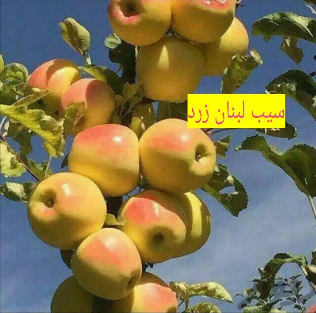 نهال فروشی سبز نهال|خدمات باغبانی و درختکاری|سنندج, |دیوار