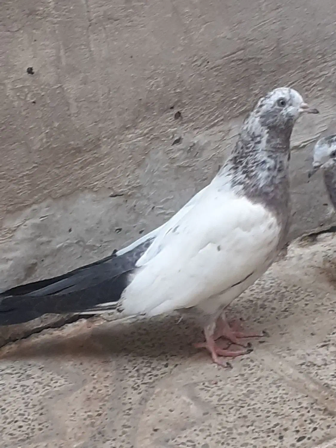 کبوتر تهرانی|پرنده|دورود, |دیوار