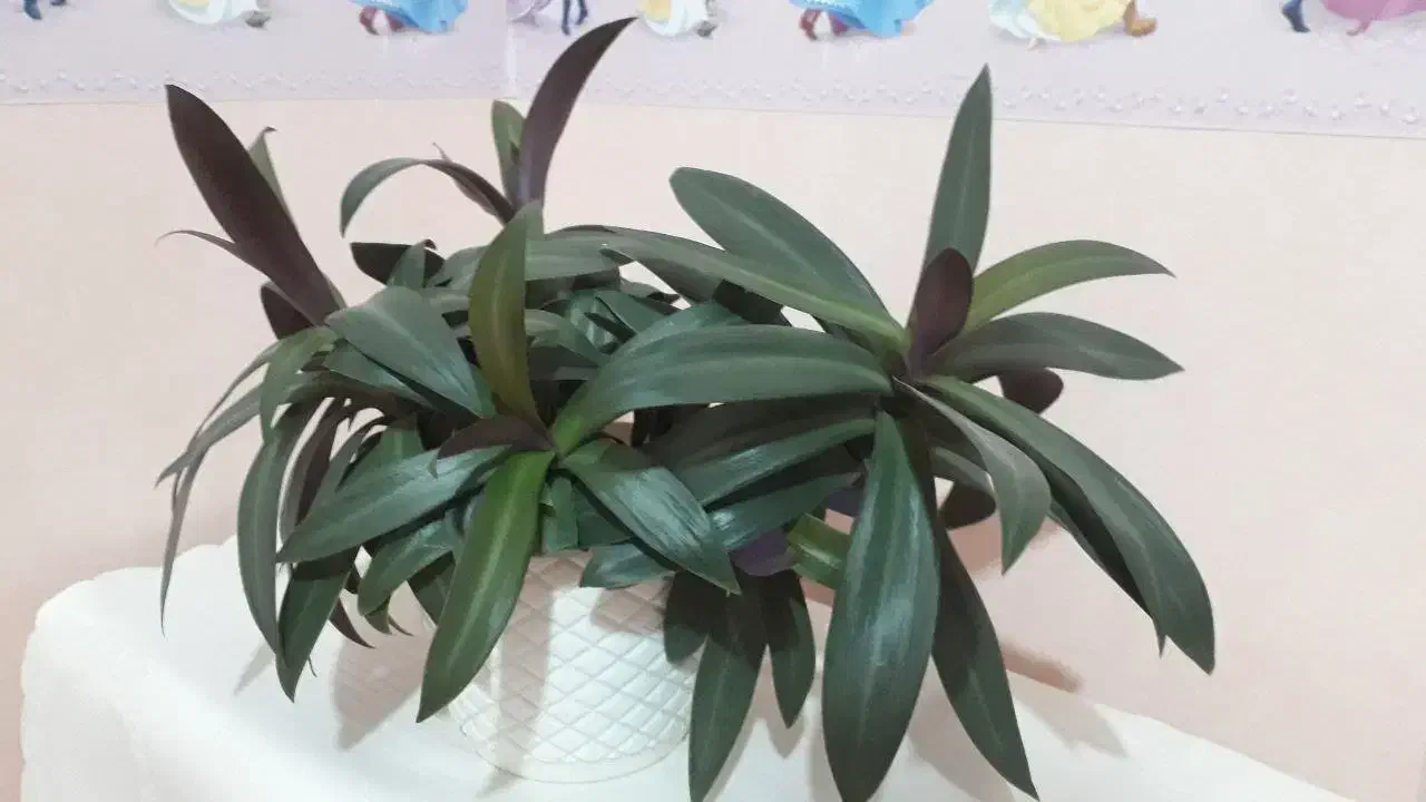 افوربیا دیفن زیپلین|حراج|تبریز, |دیوار