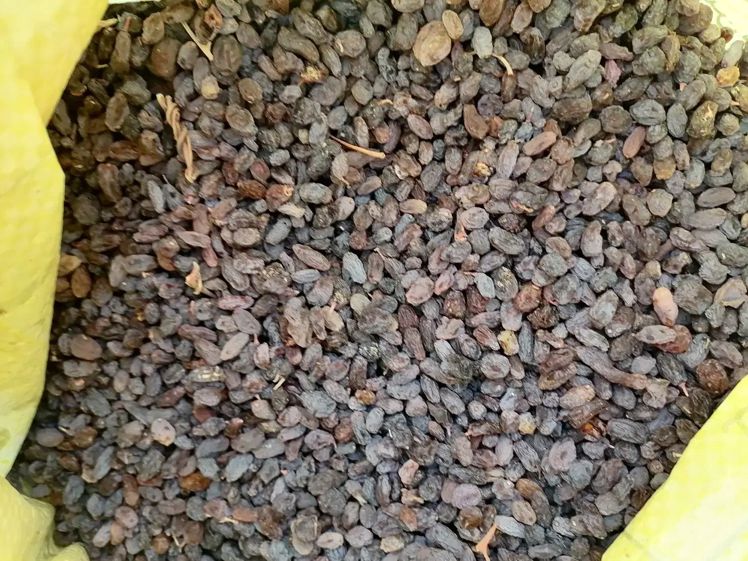 کشمش آفتابی|خوردنی و آشامیدنی|یزد, |دیوار