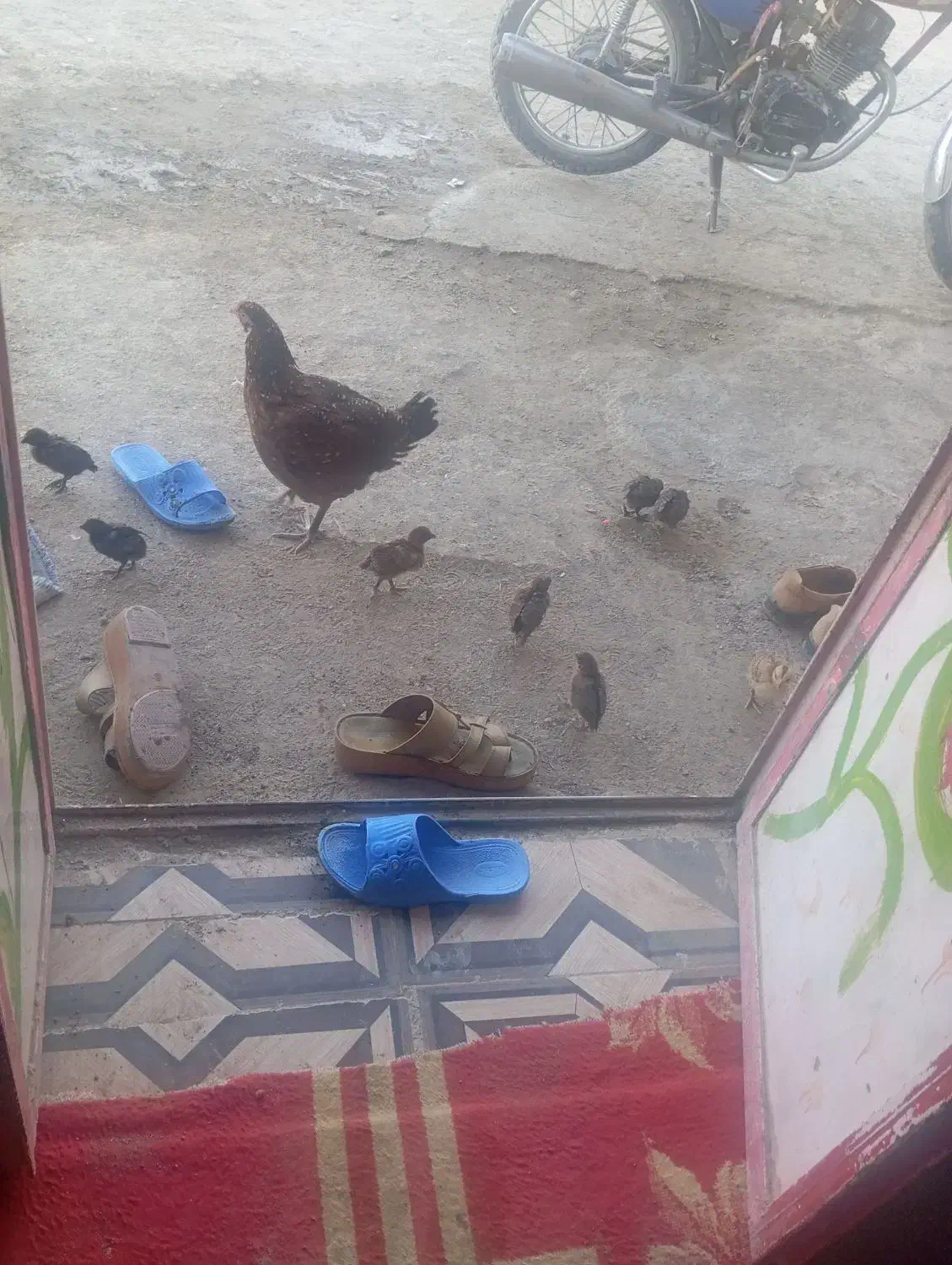 مرغ و جوجه|حیوانات مزرعه|ایرانشهر, |دیوار