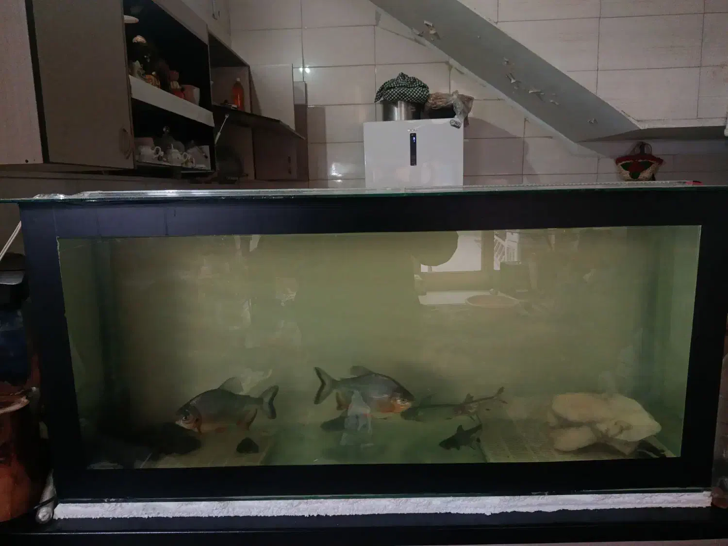 ماهی|ماهی|تبریز, |دیوار