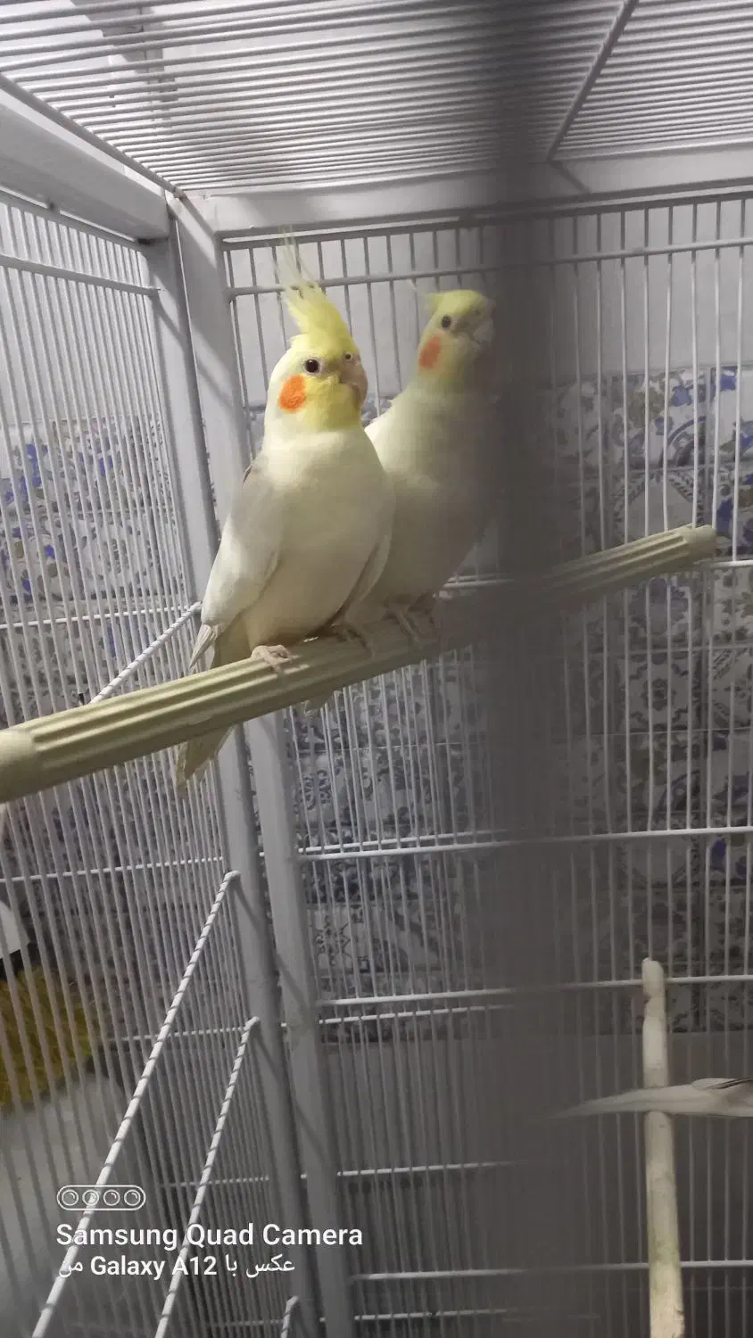 عروس هلندی|پرنده|پاکدشت, پاکدشت (مامازند)|دیوار