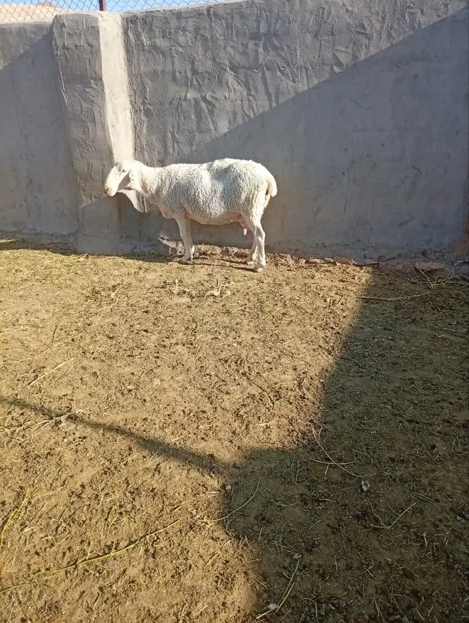 میش سیاه و سفید|حیوانات مزرعه|ندوشن, |دیوار