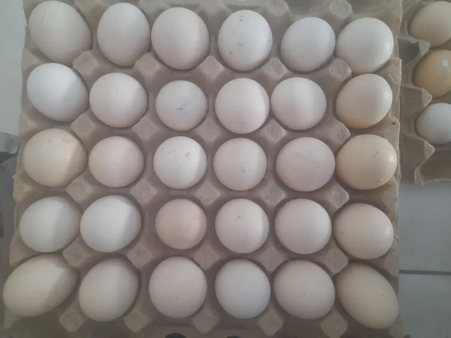 تخم مرغ بومی|خوردنی و آشامیدنی|نجفآباد, یزدانشهر|دیوار