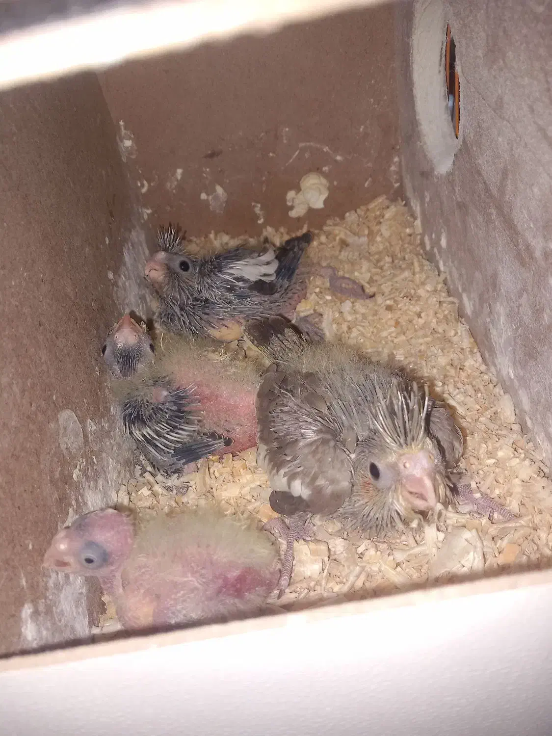 عروس هلندی|پرنده|مشهد, طرق|دیوار