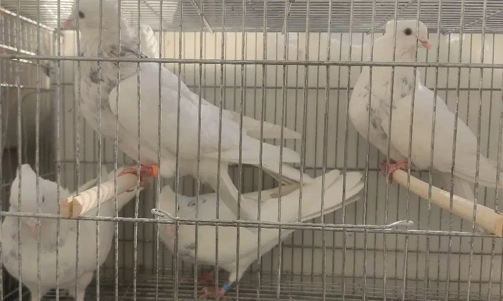 5  طوق طوقی الماسی هفترنگ  نر|پرنده|شاهین‌شهر, فیض|دیوار