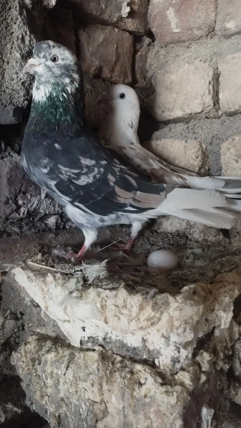 کبوتر|پرنده|گیان, |دیوار