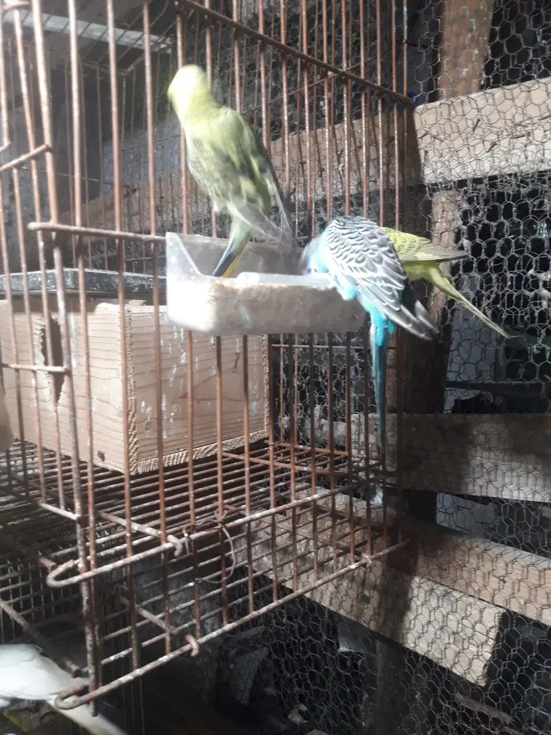 مرغ عشق عروس فنج|پرنده|خشکبیجار, |دیوار