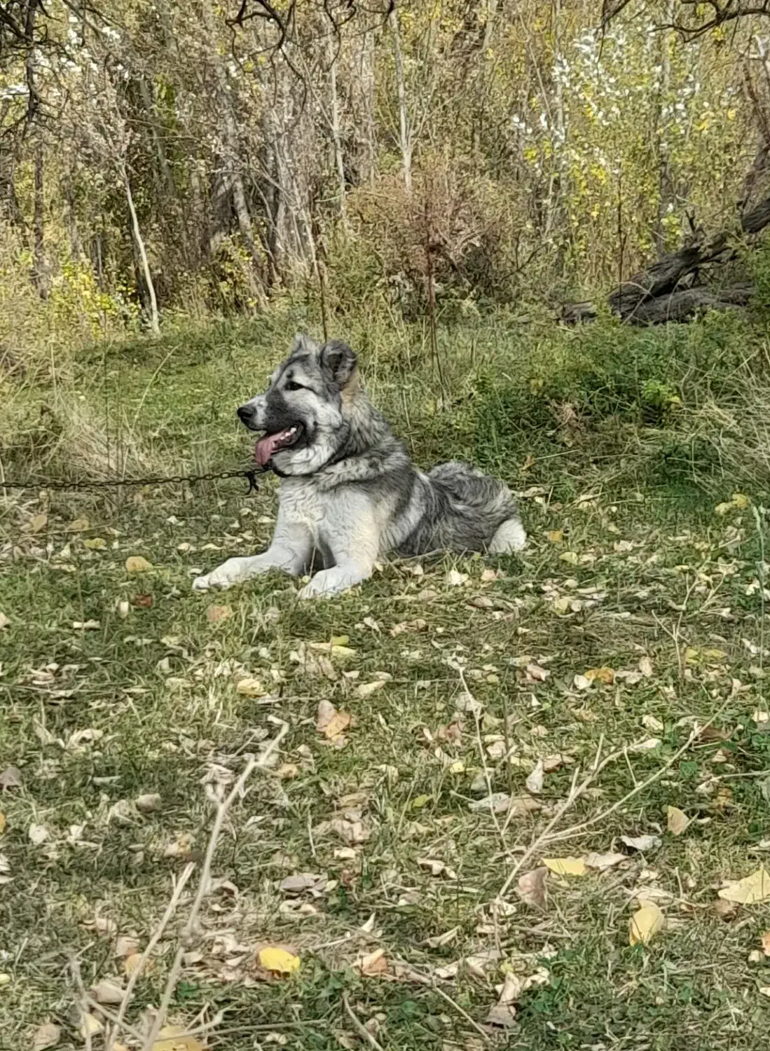 دو عدد سگ سرابی|سگ|تیکمه داش, |دیوار