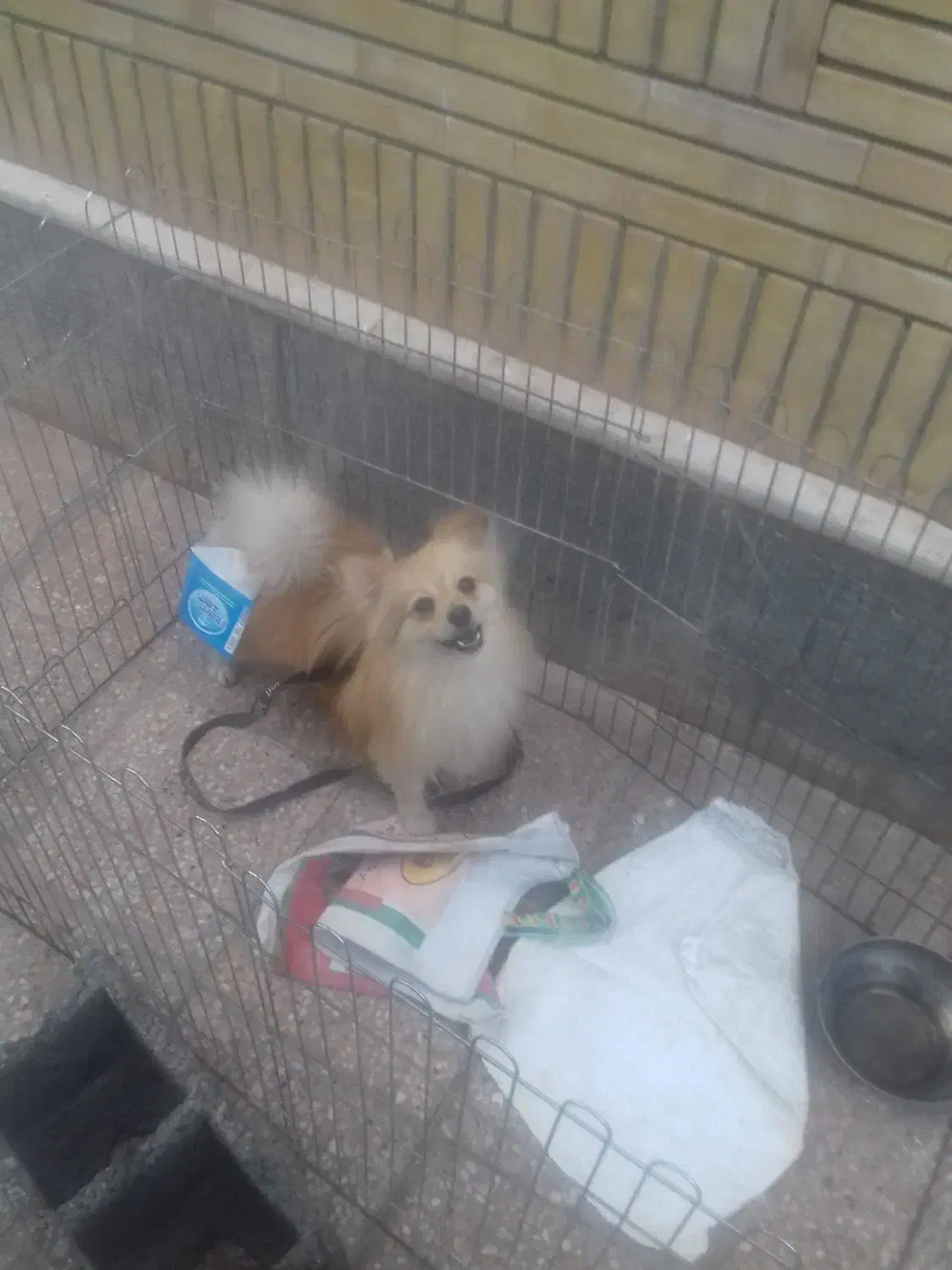 سلام پامرروباهی خوشرنگ تربییت شده قیمت ۹|سگ|بیرجند, |دیوار