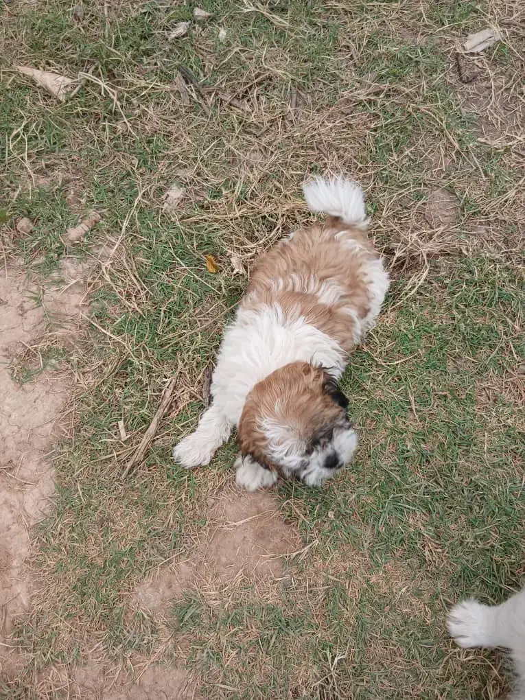 سگ شیتزو|سگ|مسجد سلیمان, |دیوار