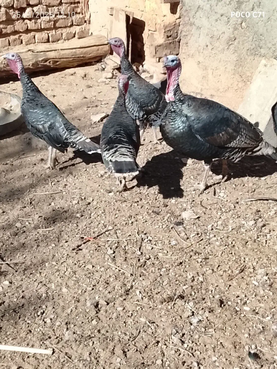 بوقلمون ماده محلی|حیوانات مزرعه|رزن, |دیوار