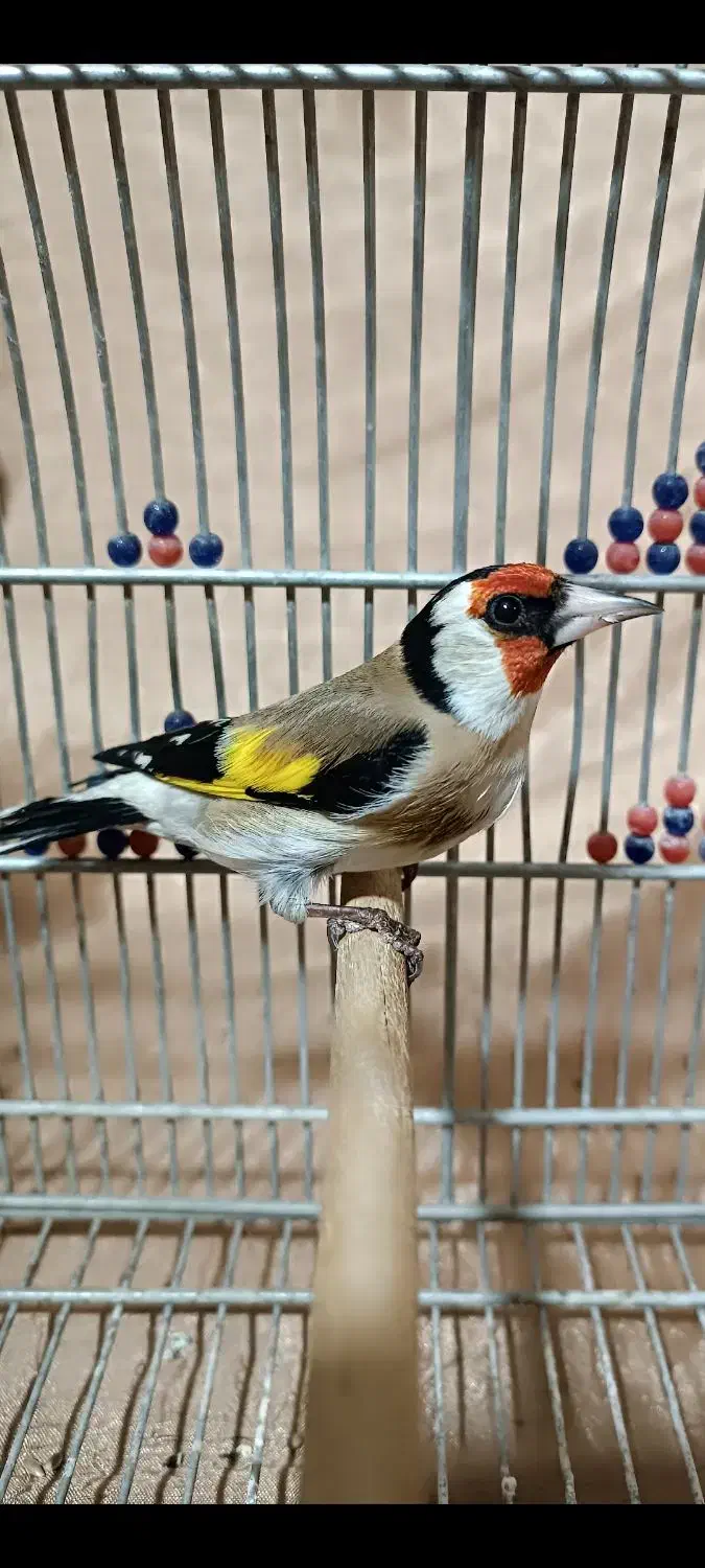 سهره سرسیاه وحش ورام عطیقه|پرنده|شیراز, تندگویان|دیوار