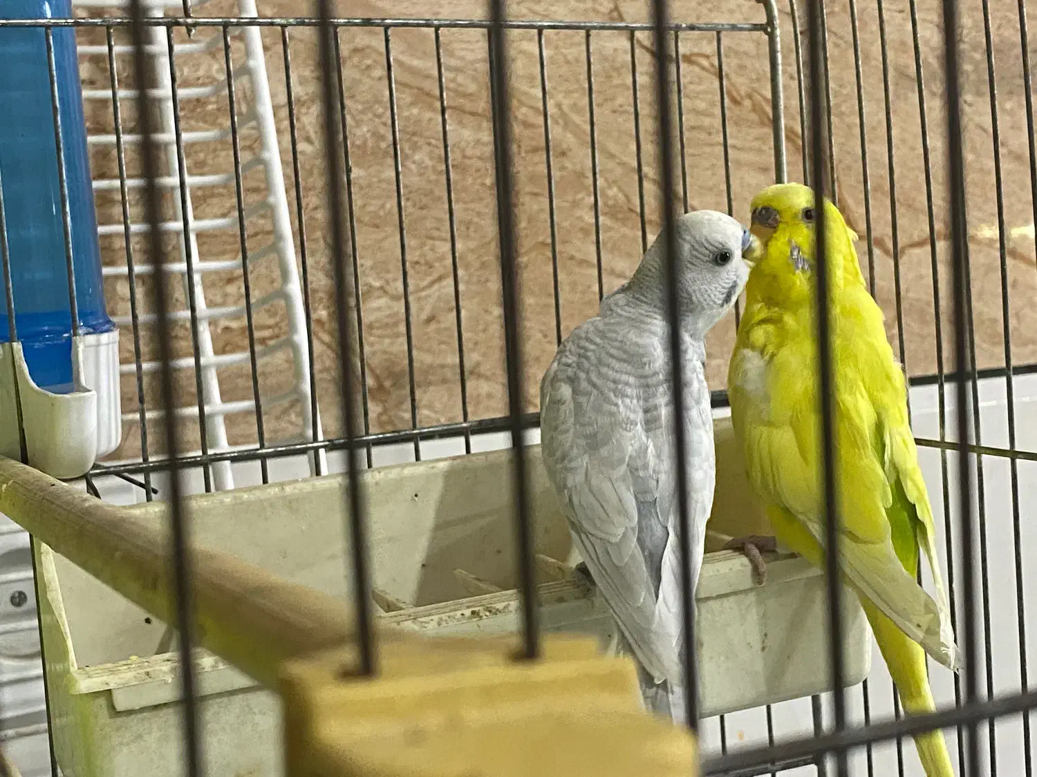 مرغ عشق|پرنده|کبودرآهنگ, |دیوار