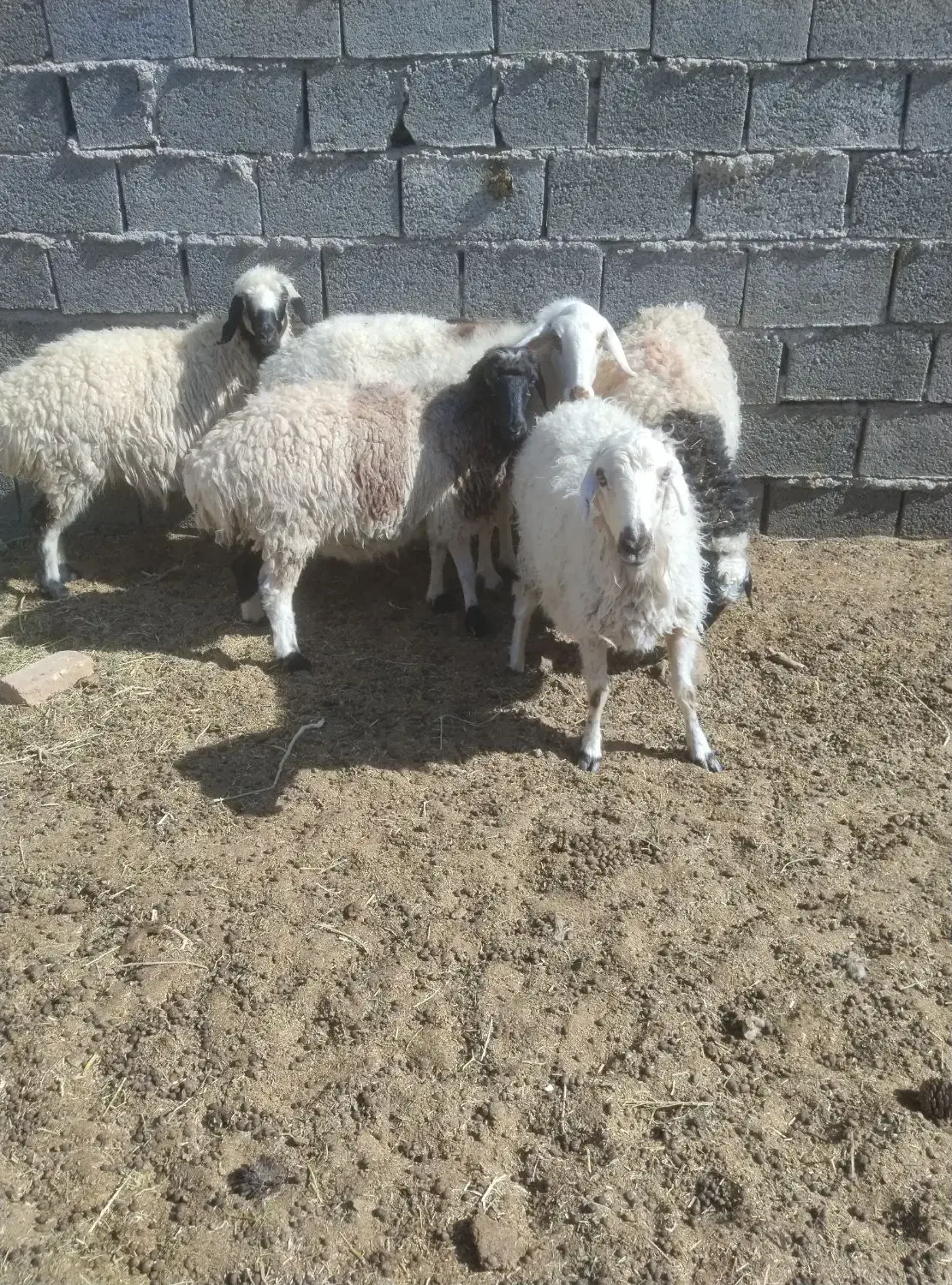 میش ابستن|حیوانات مزرعه|بیرجند, |دیوار