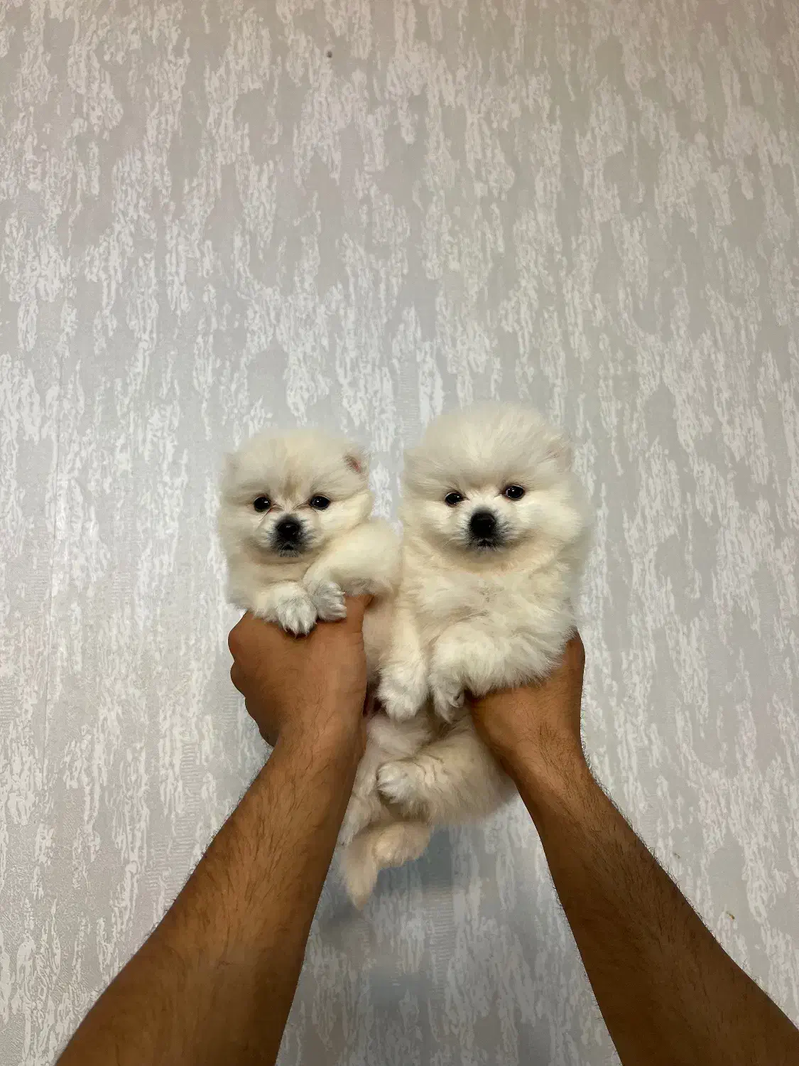 توله سگ پامر|سگ|شیراز, کیان آباد|دیوار