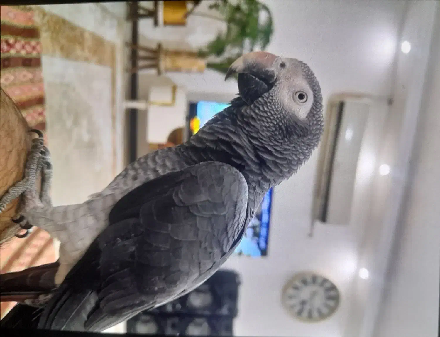 کاسکو دم شکلاتی ۳سال نیم نر|پرنده|بروجرد, |دیوار