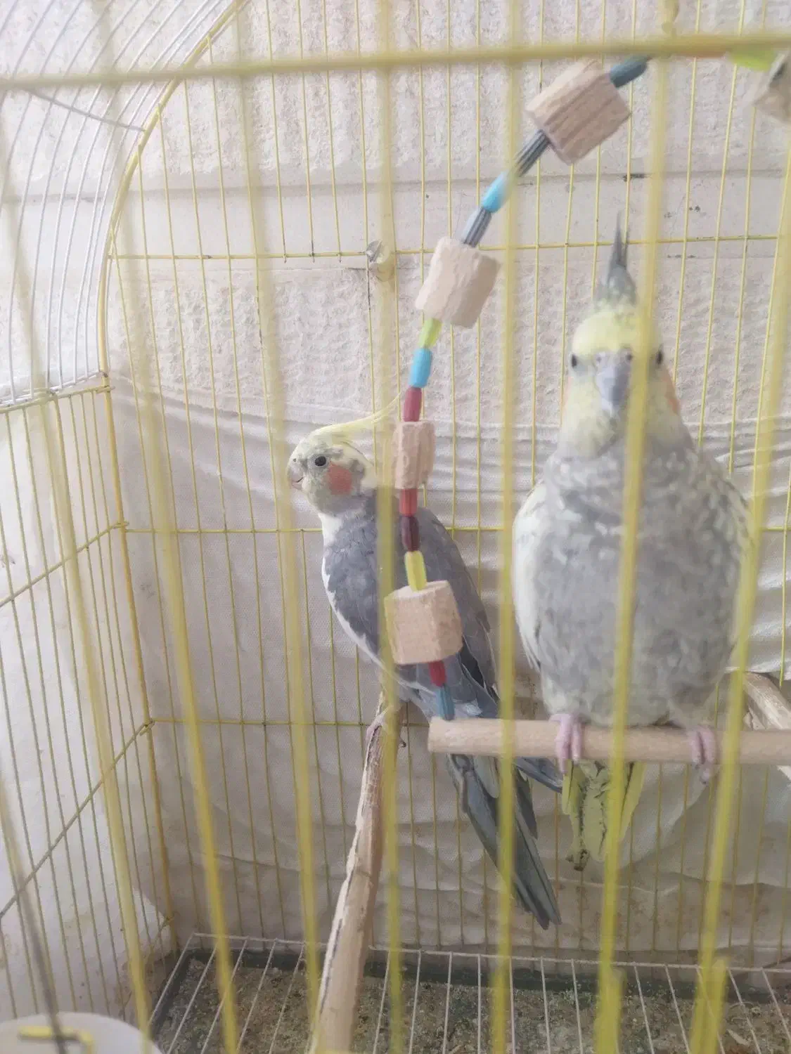 عروس هلندی|پرنده|محمدشهر, شهرک نگین|دیوار