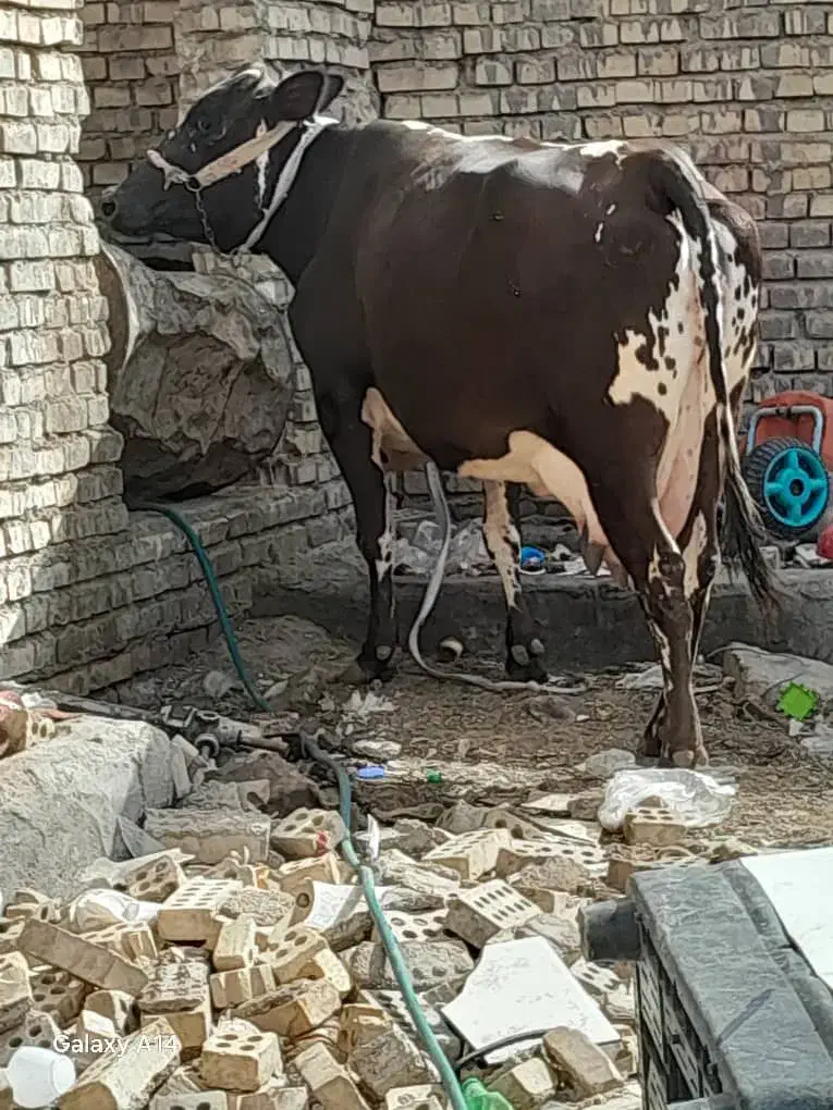 مطفل|حیوانات مزرعه|اهواز, سیصد دستگاه|دیوار