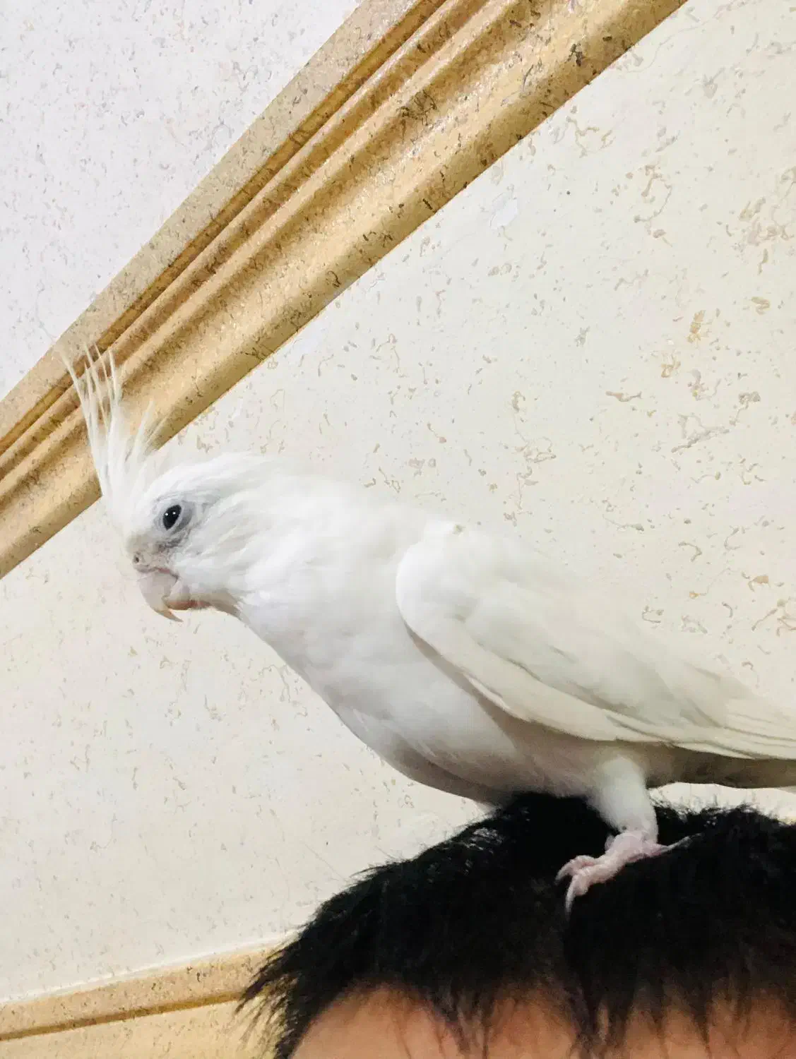 عروس هلندی|پرنده|رامهرمز, |دیوار